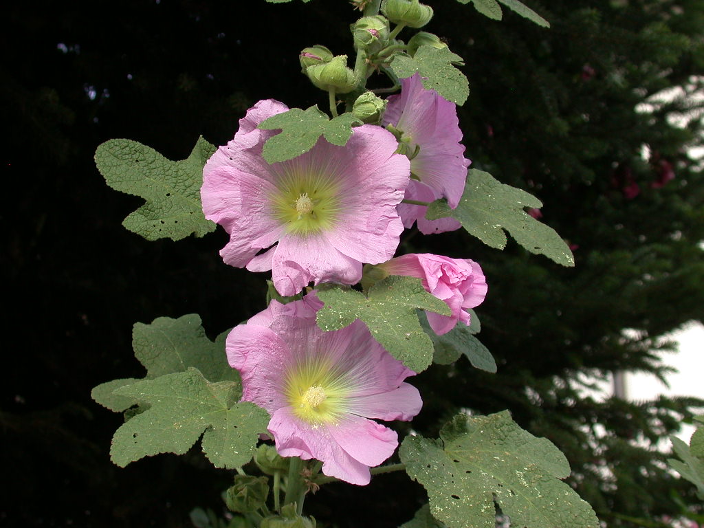 Alcea biennis / Malvone bienne